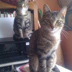 My office assistants:  litter mates Taco (mans the scanner) and Belle (oversees the printer).