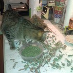 Taco helping me harvest our homegrown catnip.