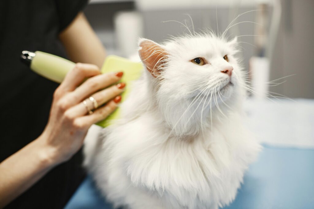 Close-up of a white Turkish Angora cat being groomed in a pet salon with professional care.